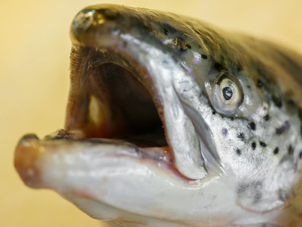 What Are Innovative Ways to Incorporate Wellness into Daily UK Life?